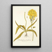 Ornithogalum flavissimum - Nikolaus Joseph Freiherr von Jacquin — oprawiony obraz na ścianie