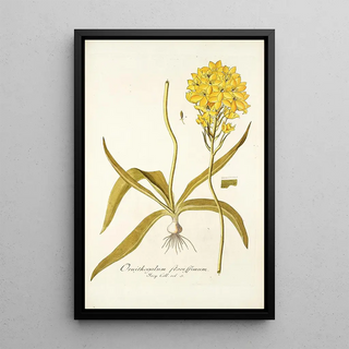 Nikolaus Joseph Freiherr von Jacquin - Ornithogalum flavissimum.webp