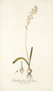 Ornithogalum fuscatum - Nikolaus Joseph Freiherr von Jacquin — widok dzieła