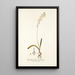 Ornithogalum fuscatum - Nikolaus Joseph Freiherr von Jacquin — oprawiony obraz na ścianie