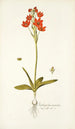 Ornithogalum miniatum - Nikolaus Joseph Freiherr von Jacquin — widok dzieła