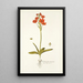 Ornithogalum miniatum - Nikolaus Joseph Freiherr von Jacquin — oprawiony obraz na ścianie