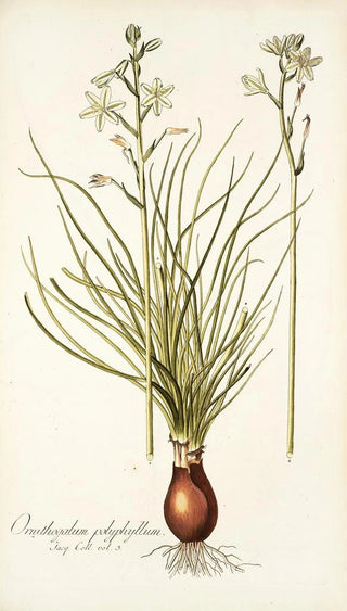 Nikolaus Joseph Freiherr von Jacquin - Ornithogalum polyphyllum.webp