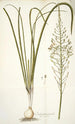 Ornithogalum pyramidale - Nikolaus Joseph Freiherr von Jacquin — widok dzieła