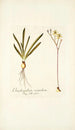 Ornithogalum secundum - Nikolaus Joseph Freiherr von Jacquin — widok dzieła