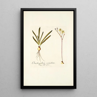 Nikolaus Joseph Freiherr von Jacquin - Ornithogalum secundum.webp