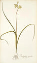 Ornithogalum suaveolens - Nikolaus Joseph Freiherr von Jacquin — widok dzieła