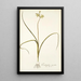 Ornithogalum suaveolens - Nikolaus Joseph Freiherr von Jacquin — oprawiony obraz na ścianie