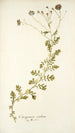 Osteospermum caeruleum - Nikolaus Joseph Freiherr von Jacquin — widok dzieła