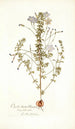 Oxalis hirta varietas - Nikolaus Joseph Freiherr von Jacquin — widok dzieła