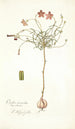 Oxalis versicolor - Nikolaus Joseph Freiherr von Jacquin — widok dzieła