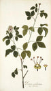Panax aculeatum - Nikolaus Joseph Freiherr von Jacquin — widok dzieła