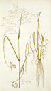Panicum coloratum - Nikolaus Joseph Freiherr von Jacquin — widok dzieła
