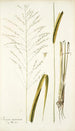 Panicum maximum - Nikolaus Joseph Freiherr von Jacquin — widok dzieła