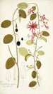 Passiflora cuprea - Nikolaus Joseph Freiherr von Jacquin — widok dzieła