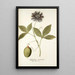 Passiflora incarnata - Nikolaus Joseph Freiherr von Jacquin — oprawiony obraz na ścianie