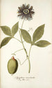 Passiflora incarnata - Nikolaus Joseph Freiherr von Jacquin — widok dzieła