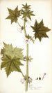 Pavonia urens - Nikolaus Joseph Freiherr von Jacquin — widok dzieła
