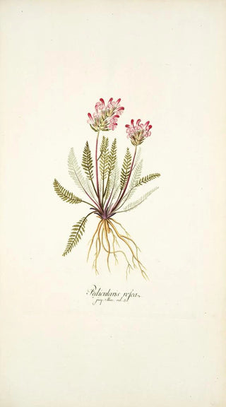 Nikolaus Joseph Freiherr von Jacquin - Pedicularis rosea.webp