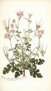 Pelargonium anemonaefolium - Nikolaus Joseph Freiherr von Jacquin — widok dzieła