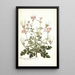 Pelargonium anemonaefolium - Nikolaus Joseph Freiherr von Jacquin — oprawiony obraz na ścianie