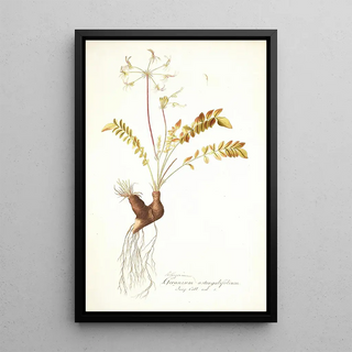 Nikolaus Joseph Freiherr von Jacquin - Pelargonium astragalifolium.webp