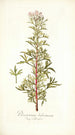 Pelargonium balsameum - Nikolaus Joseph Freiherr von Jacquin — widok dzieła