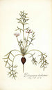 Pelargonium barbatum - Nikolaus Joseph Freiherr von Jacquin — widok dzieła