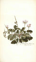 Pelargonium betonicum - Nikolaus Joseph Freiherr von Jacquin — widok dzieła