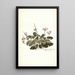 Pelargonium betonicum - Nikolaus Joseph Freiherr von Jacquin — oprawiony obraz na ścianie