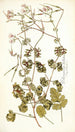 Pelargonium bullatum - Nikolaus Joseph Freiherr von Jacquin — widok dzieła