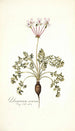 Pelargonium carneum - Nikolaus Joseph Freiherr von Jacquin — widok dzieła