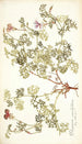 Pelargonium caucalifolium - Nikolaus Joseph Freiherr von Jacquin — widok dzieła