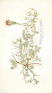 Pelargonium chamaedryfolium - Nikolaus Joseph Freiherr von Jacquin — widok dzieła