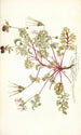 Pelargonium coriandrifolium - Nikolaus Joseph Freiherr von Jacquin — widok dzieła