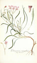 Pelargonium coronopifolium - Nikolaus Joseph Freiherr von Jacquin — widok dzieła