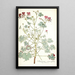 Pelargonium cortusaefolium - Nikolaus Joseph Freiherr von Jacquin — oprawiony obraz na ścianie