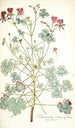Pelargonium cortusaefolium - Nikolaus Joseph Freiherr von Jacquin — widok dzieła
