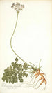 Pelargonium daucoides - Nikolaus Joseph Freiherr von Jacquin — widok dzieła