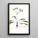 Pelargonium depressum - Nikolaus Joseph Freiherr von Jacquin — oprawiony obraz na ścianie