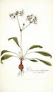 Pelargonium depressum - Nikolaus Joseph Freiherr von Jacquin — widok dzieła