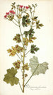 Pelargonium fuscatum - Nikolaus Joseph Freiherr von Jacquin — widok dzieła