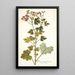 Pelargonium fuscatum - Nikolaus Joseph Freiherr von Jacquin — oprawiony obraz na ścianie