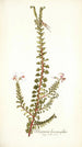 Pelargonium hermanniaefolium - Nikolaus Joseph Freiherr von Jacquin — widok dzieła