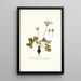 Pelargonium heterophyllum - Nikolaus Joseph Freiherr von Jacquin — oprawiony obraz na ścianie