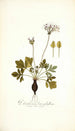 Pelargonium heterophyllum - Nikolaus Joseph Freiherr von Jacquin — widok dzieła