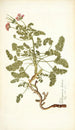 Pelargonium hirtum - Nikolaus Joseph Freiherr von Jacquin — widok dzieła
