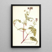 Pelargonium lacerum - Nikolaus Joseph Freiherr von Jacquin — oprawiony obraz na ścianie