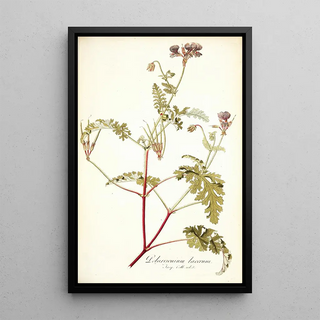 Nikolaus Joseph Freiherr von Jacquin - Pelargonium lacerum.webp