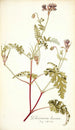 Pelargonium lacerum - Nikolaus Joseph Freiherr von Jacquin — widok dzieła